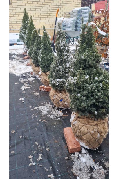 Ялина канадська Сандерс Блю - ком30кг/вис.70-80см/Ø35-40см